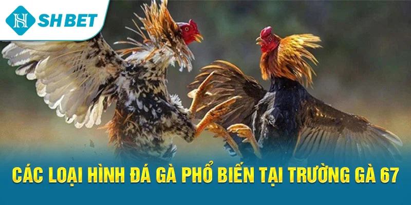 Trường Gà 67 – Khám Phá Sân Chơi Gà Chọi Đẳng Cấp Tại SHBET