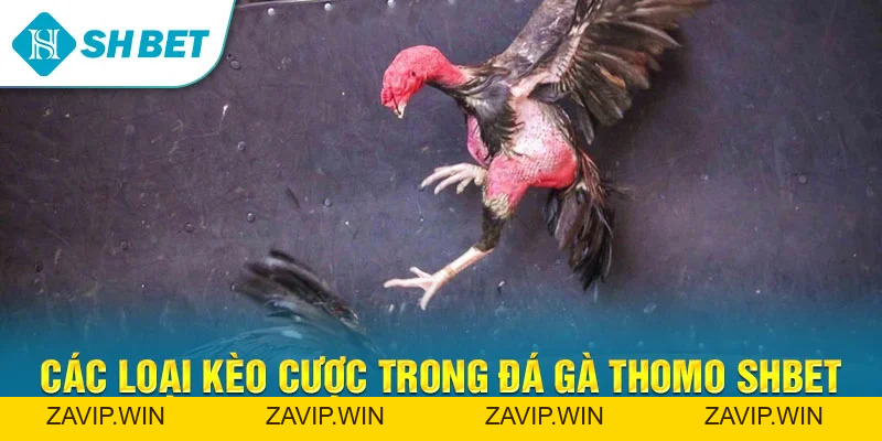 Đá Gà Thomo SHBET – Trải Nghiệm Cá Cược Gà Chọi Trực Tuyến Đỉnh Cao