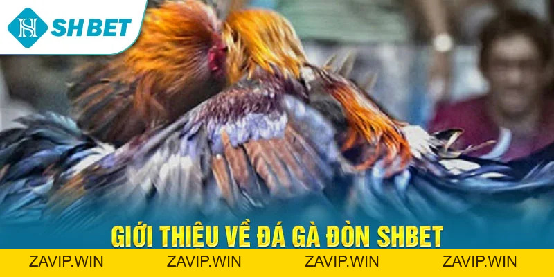 Đá Gà SHBET – Trải Nghiệm Cá Cược Đá Gà Trực Tuyến Đỉnh Cao
