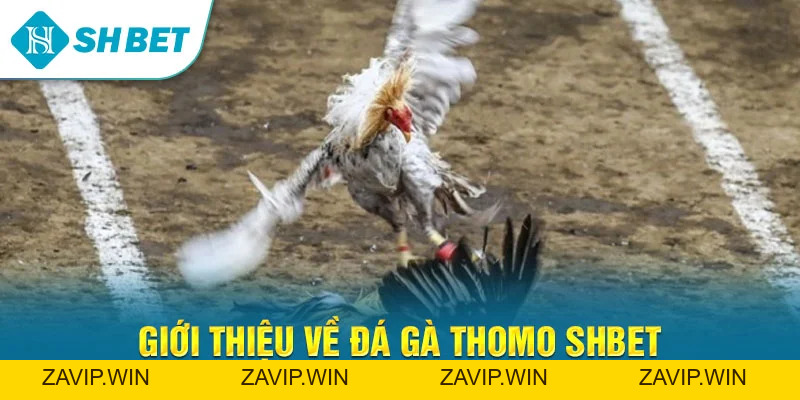 Đá Gà SHBET – Trải Nghiệm Cá Cược Đá Gà Trực Tuyến Đỉnh Cao