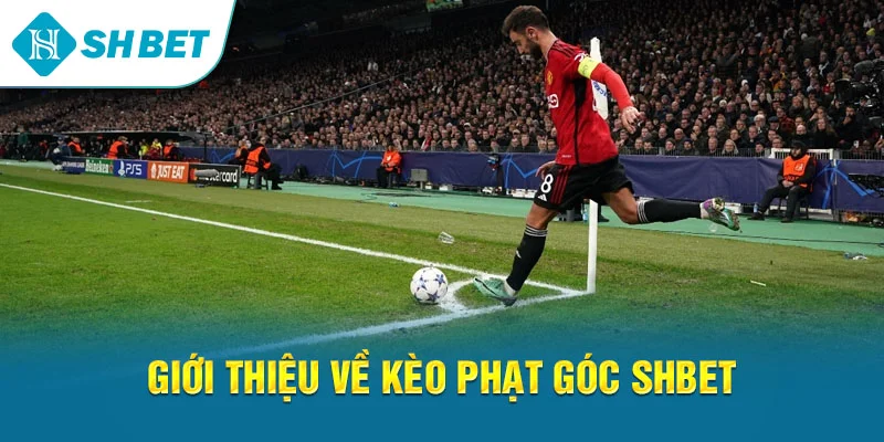 Thể Thao SHBET – Cá Cược Bóng Đá & Kèo Thể Thao Hấp Dẫn Nhất 2026