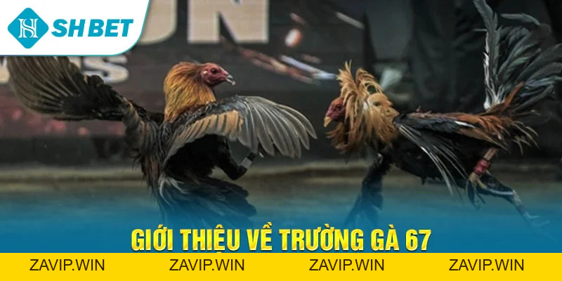Đá Gà SHBET – Trải Nghiệm Cá Cược Đá Gà Trực Tuyến Đỉnh Cao