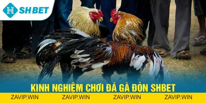 Đá Gà Đòn SHBET – Trải Nghiệm Cá Cược Gà Chọi Chiến Thuật Đỉnh Cao