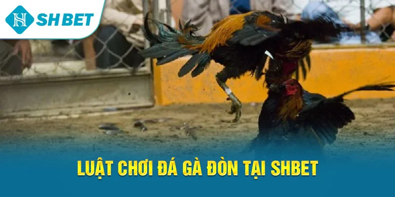 Đá Gà Đòn SHBET – Trải Nghiệm Cá Cược Gà Chọi Chiến Thuật Đỉnh Cao