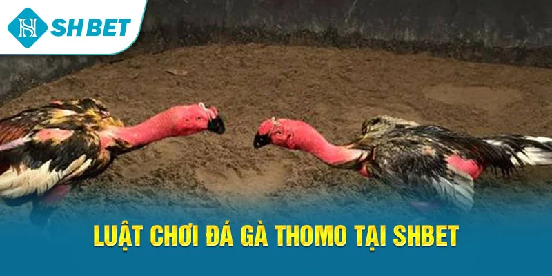 Đá Gà Thomo SHBET – Trải Nghiệm Cá Cược Gà Chọi Trực Tuyến Đỉnh Cao