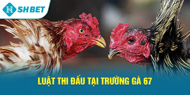 Trường Gà 67 – Khám Phá Sân Chơi Gà Chọi Đẳng Cấp Tại SHBET