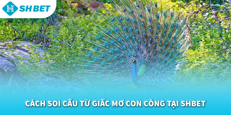 Mơ Thấy Con Công Đánh Con Gì 2026 | Giải Mã Điềm Báo & Con Trúng Lớn Chuẩn SHBET