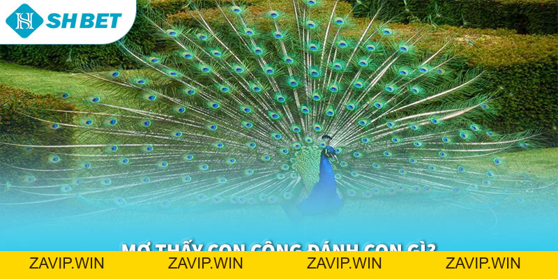 Lô Đề SHBET – Sảnh Chơi Uy Tín, Tỷ Lệ Ăn Thưởng Cao