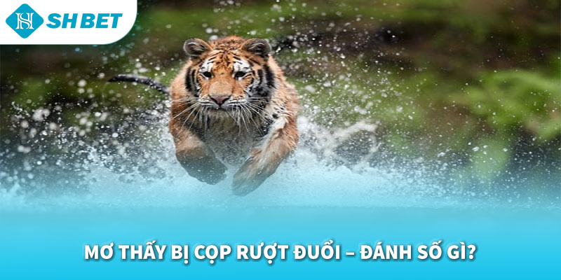 Mơ Thấy Con Cọp Đánh Con Gì 2026 | Giải Mã Giấc Mơ & Con Số Tài Lộc Chuẩn SHBET