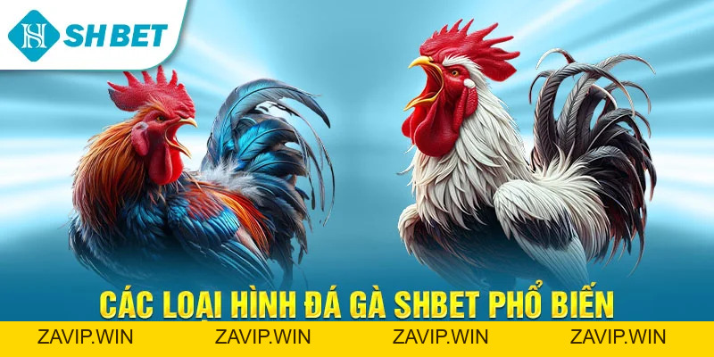 Đá Gà SHBET – Trải Nghiệm Cá Cược Đá Gà Trực Tuyến Đỉnh Cao