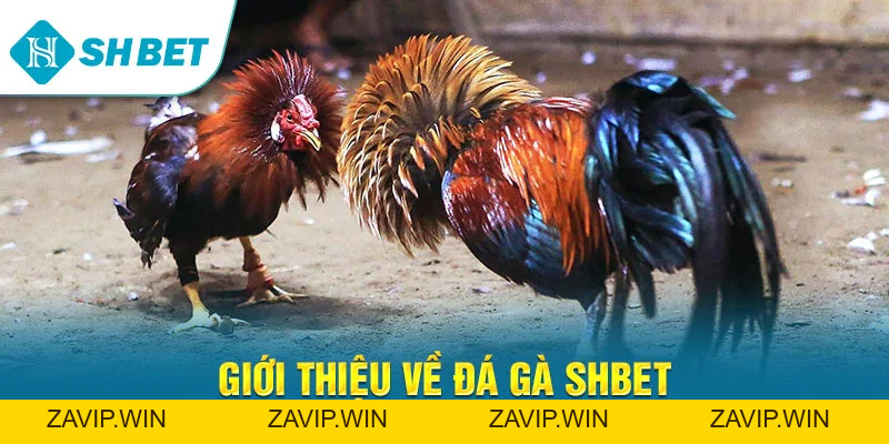 Đá Gà SHBET – Trải Nghiệm Cá Cược Đá Gà Trực Tuyến Đỉnh Cao