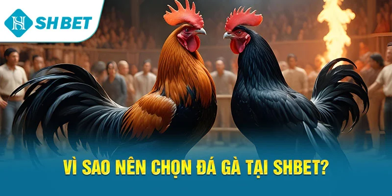 Đá Gà SHBET – Trải Nghiệm Cá Cược Đá Gà Trực Tuyến Đỉnh Cao