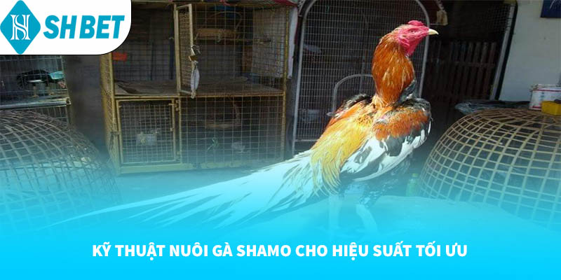 Gà Shamo SHBET: Giống Gà Nhật Bản Đẳng Cấp Trong Đá Gà